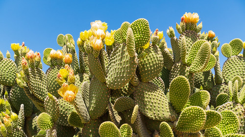 Prickly pears show promise as the building materials of tomorrow